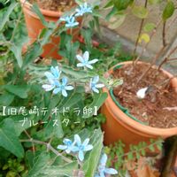 ブルースター,オキシペタラム ブルースター,旧尾崎テオドラ邸,ばら 薔薇 バラの画像