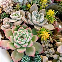 多肉植物,普及種,多肉寄せ植え,多肉紅葉,多肉女子の画像