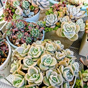 ブルーエルフ,多肉植物,普及種,多肉寄せ植え,多肉紅葉の画像