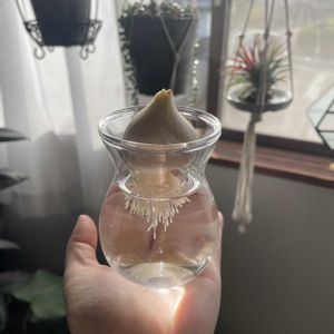 チランジア,グリーンネックレス,チューリップ,モンステラ,イオナンタの画像