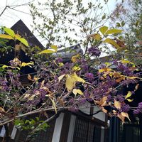 ムラサキシキブの画像