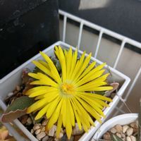 コノフィツム,フォーカリア,フォーカリア,コノフィツム　桜貝,初心者の画像