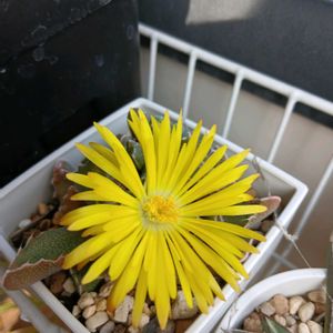 コノフィツム,フォーカリア,フォーカリア,コノフィツム　桜貝,初心者の画像