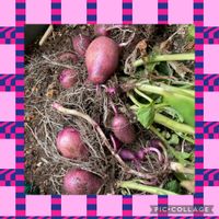 デストロイヤー(じゃがいも),デストロイヤー(じゃがいも),ベランダガーデニングの画像