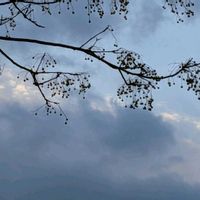 ジューンベリー,センダン,オオバジャノヒゲ,センダンの実,野鳥（ヤマガラ）の画像