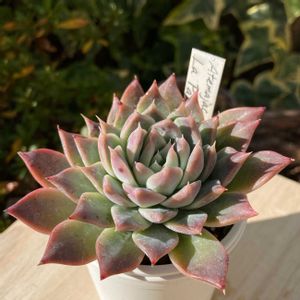 多肉植物,多肉中毒,多肉多肉多肉,多肉のある暮らし,多肉女子の画像