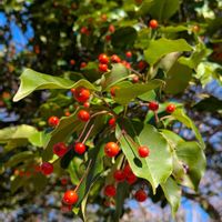 ソヨゴ,雑草,山野草,野草,花木の画像