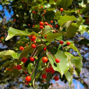 ソヨゴ,雑草,山野草,野草,花木の画像