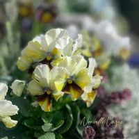 パンジー・ビオラ,江原ビオラヌーヴェルヴァーグ～すみれの革命～,ブルーシャドウ,神戸べっぴんさん ブルーシャドウ,寄せ植えの画像