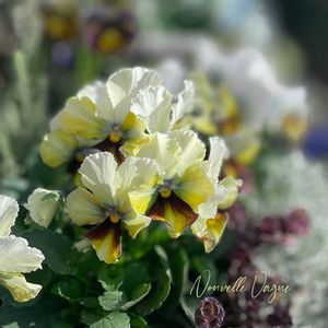 パンジー・ビオラ,江原ビオラヌーヴェルヴァーグ～すみれの革命～,ブルーシャドウ,神戸べっぴんさん ブルーシャドウ,寄せ植えの画像