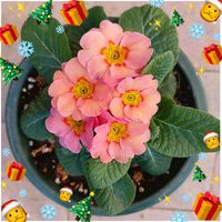 プリムラ,プリムラ,可愛い〜♡,キュンキュン乙女倶楽部,ピンクワールドへ ようこその画像