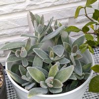 月兎耳,カランコエ属,今日の一枚,おうち園芸の画像