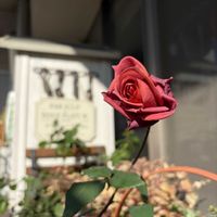 バラ ブラックティ,ベランダガーデン,開花,我が家のバラ,緑のある暮らしの画像