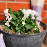 ビオラ,冬越し,ビオラ・パンジー,植物大好き,庭の画像