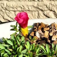 オキザリス,カタバミ,オキザリス・桃の輝き,絞りかたばみ,絞りかたばみの画像