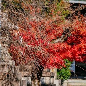 胡蝶蘭,娘の子ども達❣️,娘の子ども達❣️,娘の子ども達❣️,お兄ちゃん❣️の画像