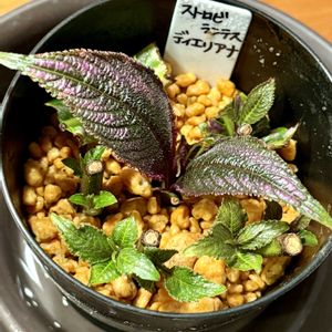 ストロビランテス ディエリアナ,挿し木,鉢上げ,愛しの紫の画像