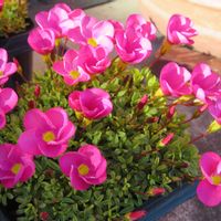 葉牡丹,ビオラ,オキザリス　桃の輝き,お出かけ先にて,いい天気☀️の画像