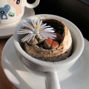 リトープス,花壇,花壇・植え込み,おうち園芸,自慢の庭の画像