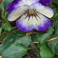 ビオラ,ビオラの画像