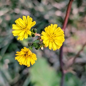 オニタビラコ,山野草,黄色い花,クリスマスツリー,ありがとう❤️の画像