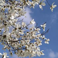 オニユリ,オニユリ,コブシ,コブシ,サルスベリの画像