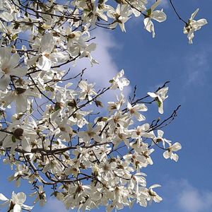 オニユリ,オニユリ,コブシ,コブシ,サルスベリの画像