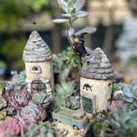 多肉植物,多肉寄せ植え,ガーデン,マイガーデン,今日の一枚の画像