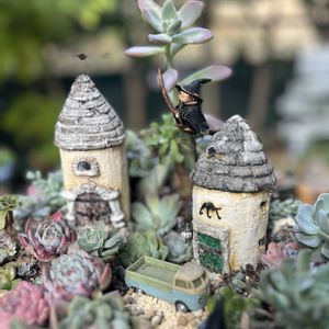 多肉植物,多肉寄せ植え,ガーデン,マイガーデン,今日の一枚の画像