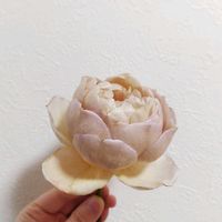 バラ,ROSE CHARLOTTE PERRIAND,シャルロット・ペリアン,ローズファームケイジ,ばら バラ 薔薇の画像
