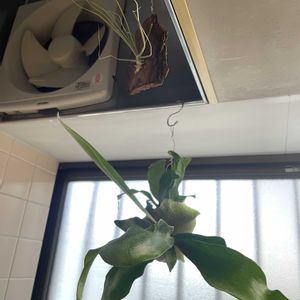 チランジア,トリコロール,メラノクラテル,多肉植物,エアプランツの画像