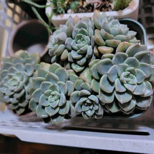 アガベ,錦蝶,アドロミスクス　トリギナス,名前を教えて,アガベ チタノタ レッドキャット ウィーズルの画像