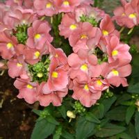 ネメシアの画像