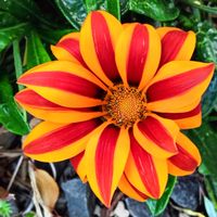 ウインターコスモス,ガザニア,マリーゴールドの画像