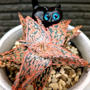 アロエ,アロエ カスティロニアエ,アロエ  ハイブリッド,アロエ　ワイリーコヨーテ,炊き込みごはんの画像