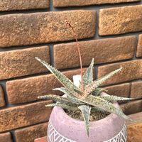 アロエ,アロエ,モミジ,モミジ,オーロラの画像