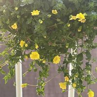 メカルドニア,メカルドニア  ゴールドダスト,ワイヤーバスケット,ハンギングバスケット,イエロー系の画像