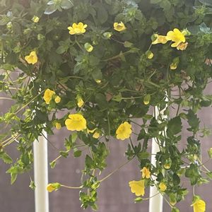 メカルドニア,メカルドニア  ゴールドダスト,ワイヤーバスケット,ハンギングバスケット,イエロー系の画像