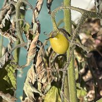トマト,飛んできたのかな♡小鳥のオトシモノかな♡( 種 )の画像