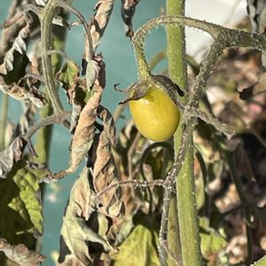 トマト,飛んできたのかな♡小鳥のオトシモノかな♡( 種 )の画像