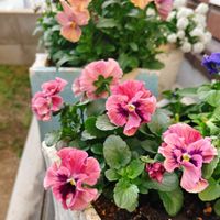 パンジー,ときめきビオラ,パンジー 天の羽衣,パンジー 天の羽衣,ベランダガーデンの画像