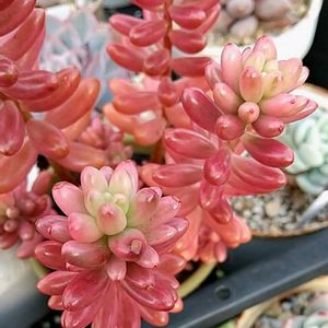 オーロラ,多肉植物,つぶつぶ,多肉植物のある暮らし,紅葉多肉の画像