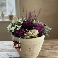 葉牡丹,カルーナ,シルバーレース,ロータス ブリムストーン,葉牡丹光子の画像