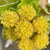 キュウリグサ,リュウキンカの葉,カランコエの蕾,イソギク（磯菊）,多肉 エケベリアの画像