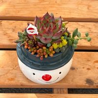 多肉植物の寄せ植え,多肉植物,多肉中毒,ベランダ多肉,クリスマスの寄せ植えの画像