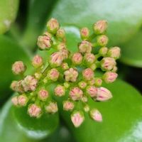 アリッサム,カネノナルキ,パンジー,ビオラ,寄せ植えの画像