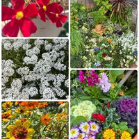 我が家の小さなお庭,玄関アプローチ,庭の画像