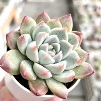 アランフェス,多肉植物,エケベリア属,多肉植物 エケベリア,ベランダ多肉の画像