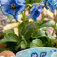 ビオラ,神戸べっぴんさんビオラ,神戸ぺっぴんさん みなはだ,鉢植え,花のある暮らしの画像