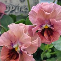 ポインセチア,メゾンドビオラ,ビオラ 青魔導士,メゾンドビオラ　青魔導士,ビオラ　ビオリーナの画像